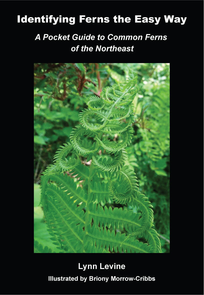 Identifying Ferns the Easy Way